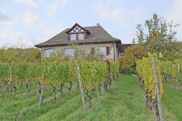 Ein Traum im Weinberg