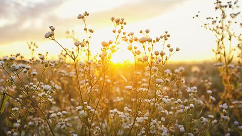 Un automne pas comme les autres
