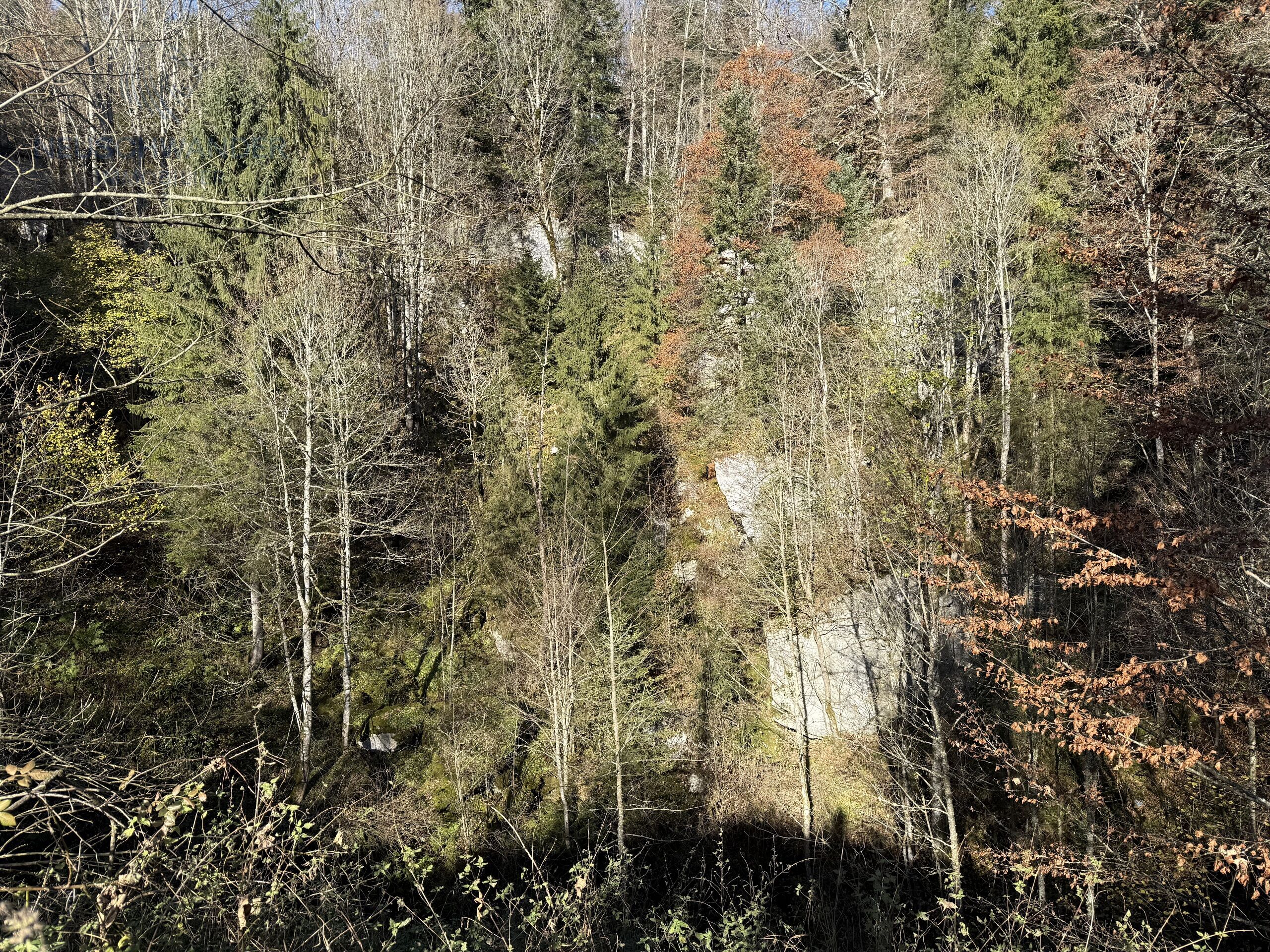 forêt (Grand-Creux) inclu dans la vente