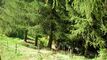 Vendu ! Splendide chalet authentique dans cadre bucolique