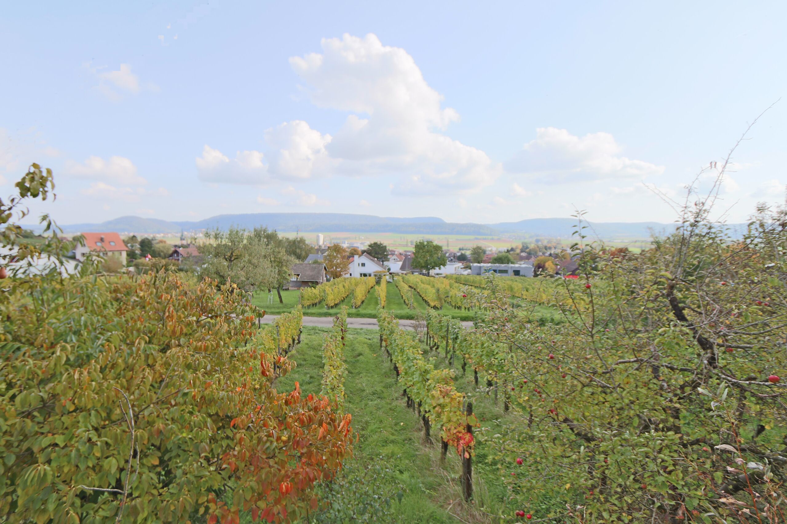 herrlicher Aus- und Weitblick vom Wohnbereich über den Weinberg zum Dorf