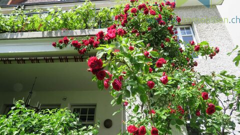 Single family house CH-4055 Basel
