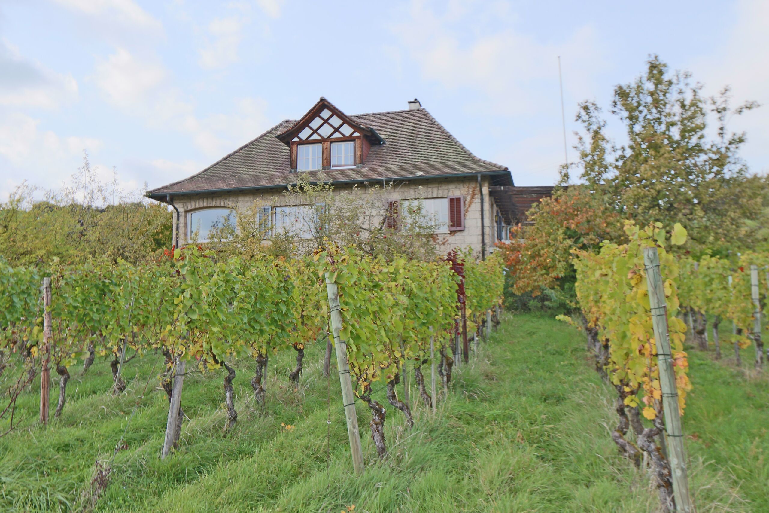 Ein Traum im Weinberg