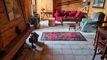 Condominium apartment CH-3963 Crans-Montana, Ch. des Myosotis
