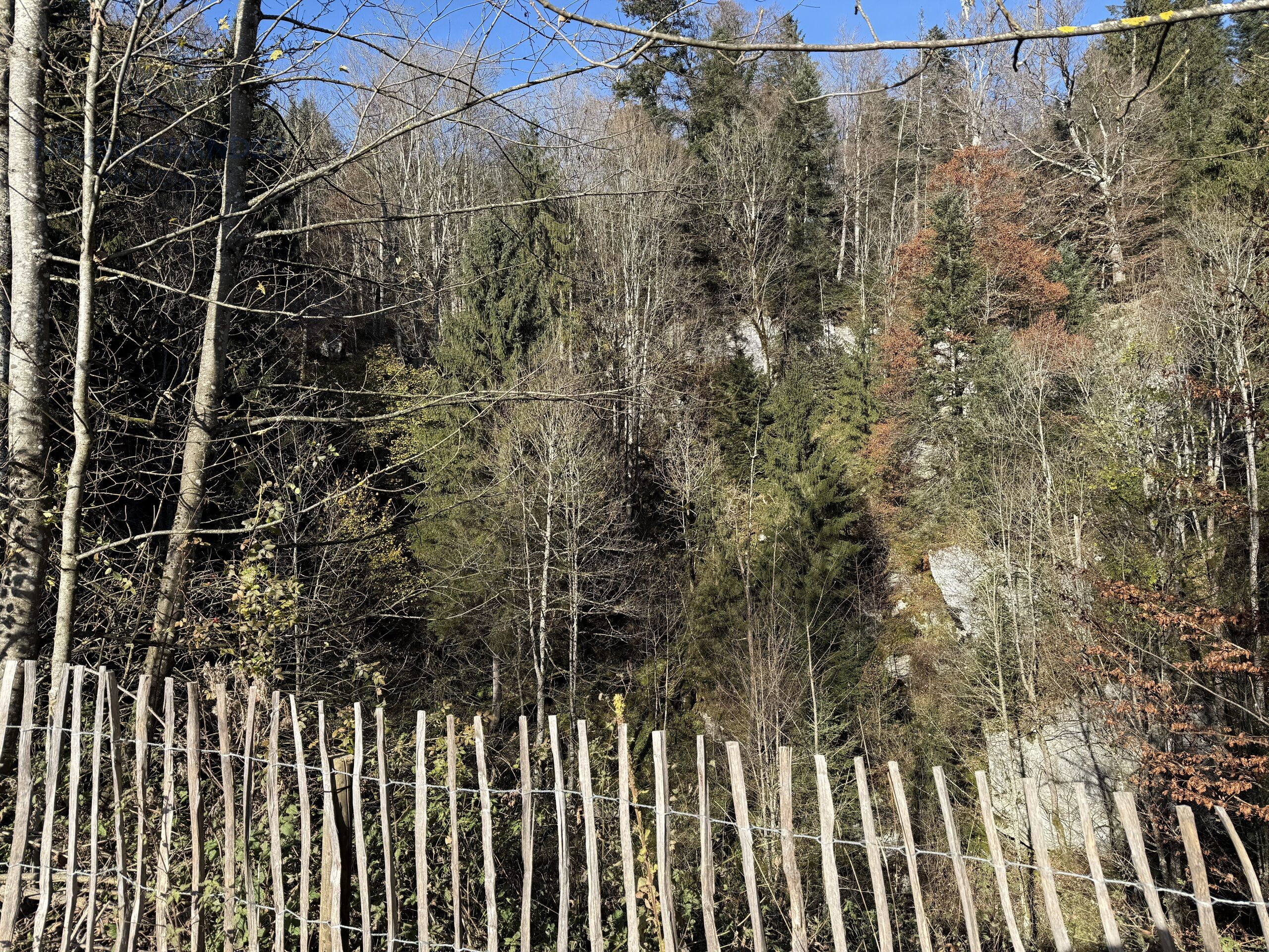 Vue de la forêt
