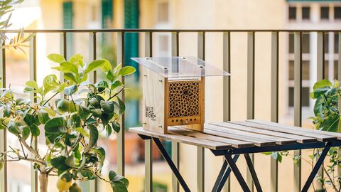 Parrainer des abeilles sauvages : un acte utile et durable