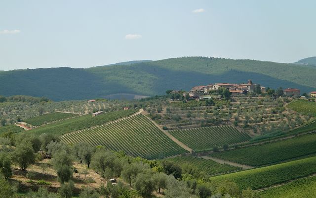 Spacious and remarkable Vineyard with first-class Wine