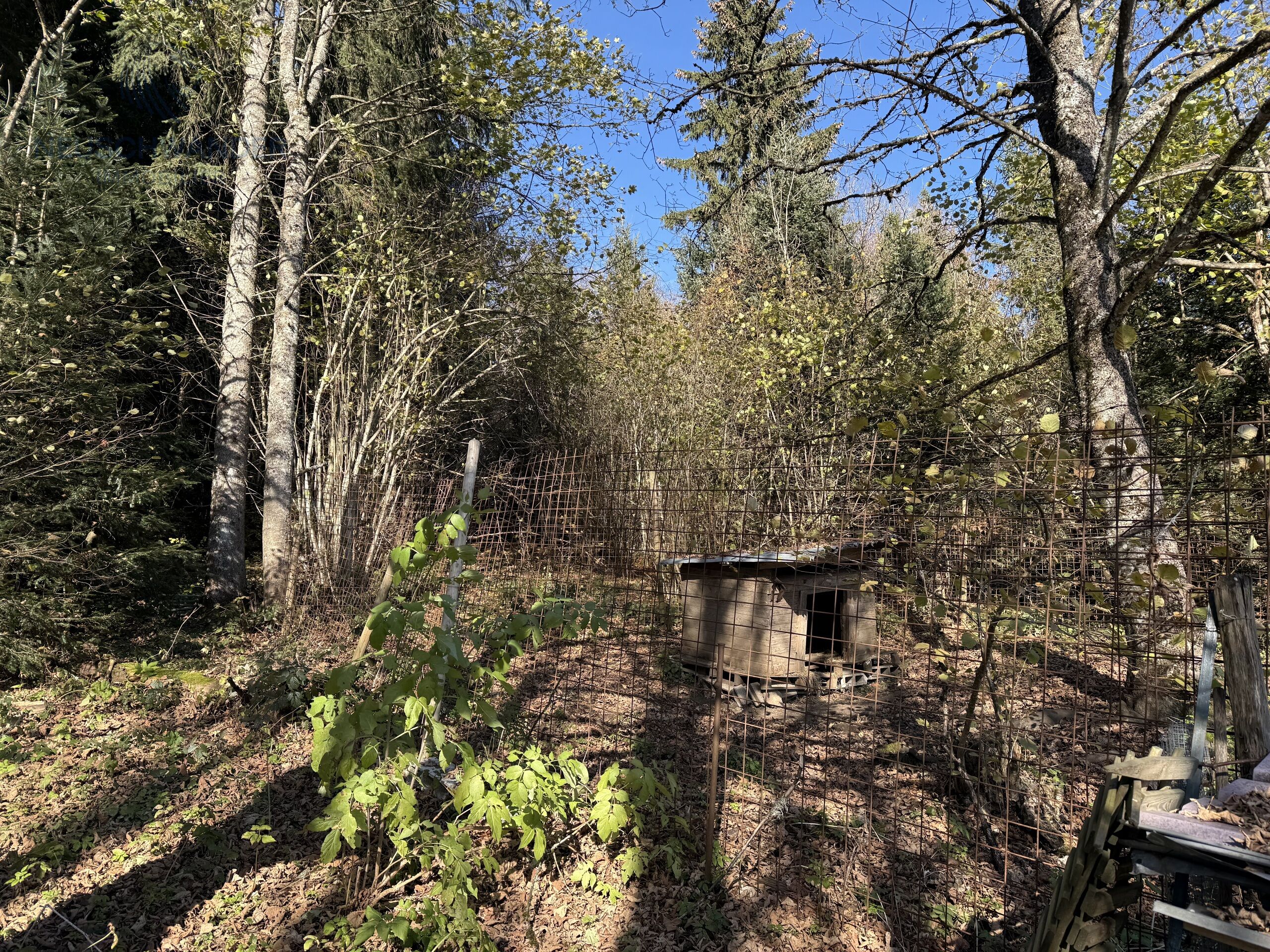 Vue de la forêt