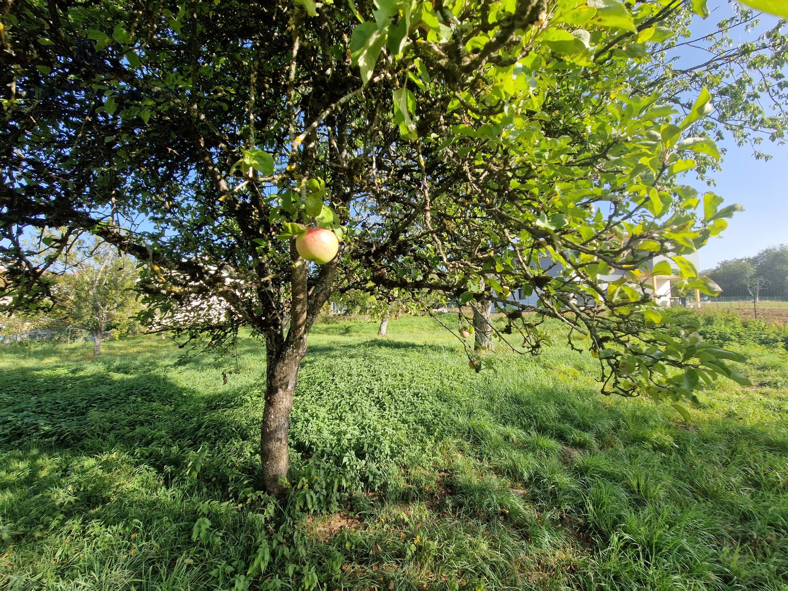 orchard