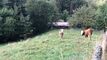 Trop tard ! vendu : un chalet authentique au coeur de la nature.