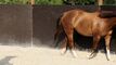 Reitanlage mit Reithalle, Aussenplatz, Weiden & Roundpen auf  18'998m2