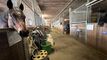 Reitanlage mit Reithalle, Aussenplatz, Weiden & Roundpen auf  18'998m2