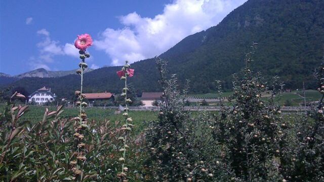 VENDU Yvorne Parcelle de terrain de 1’091 m2 en zone à bâtir