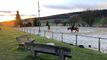 Reitanlage mit Reithalle, Aussenplatz, Weiden & Roundpen auf  18'998m2