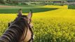 Reitanlage mit Reithalle, Aussenplatz, Weiden & Roundpen auf  18'998m2
