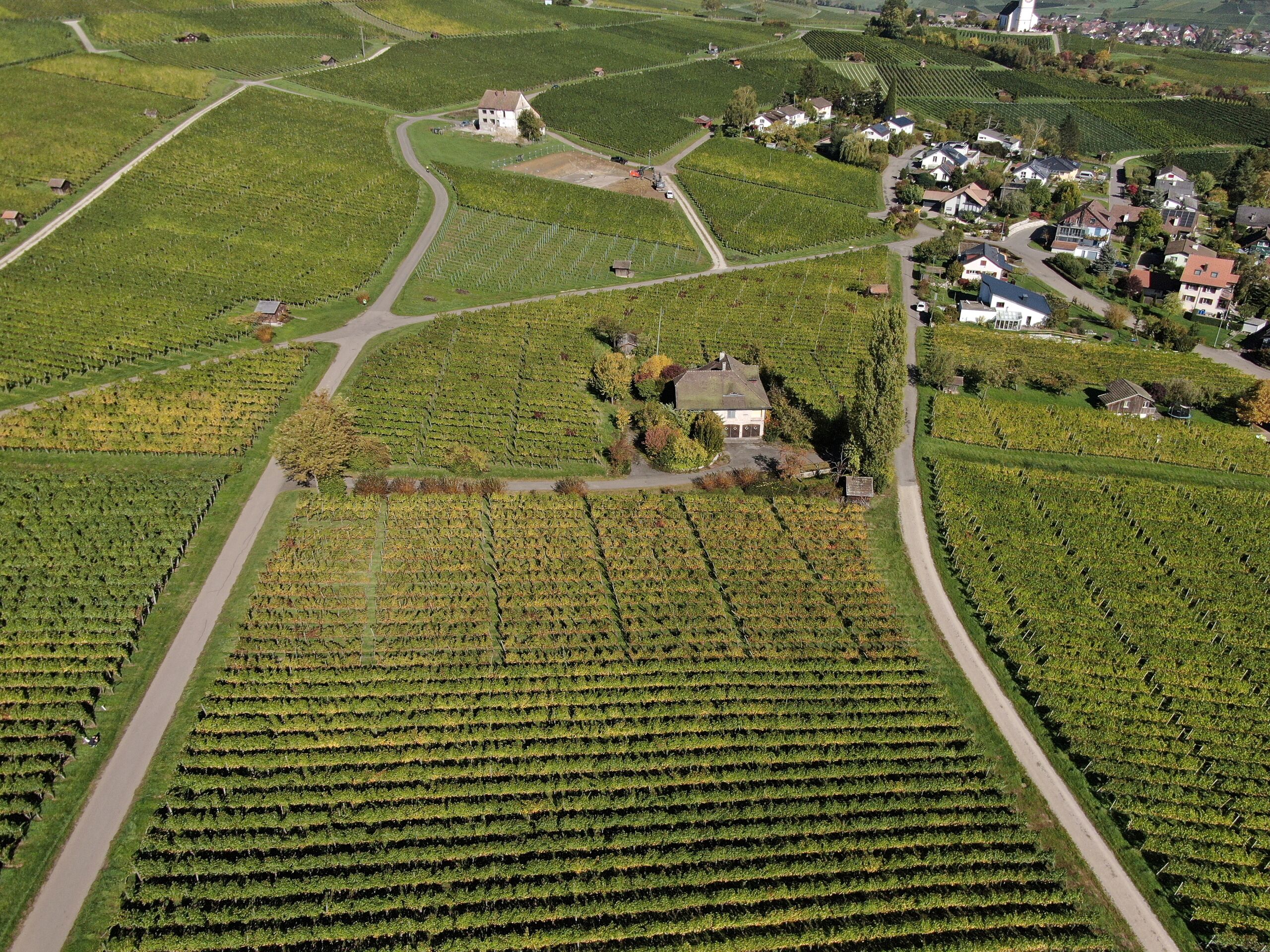 Exquisite Alleinlage mitten im Weinberg