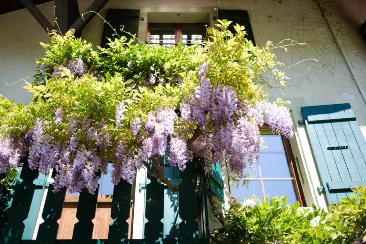 Foto 10