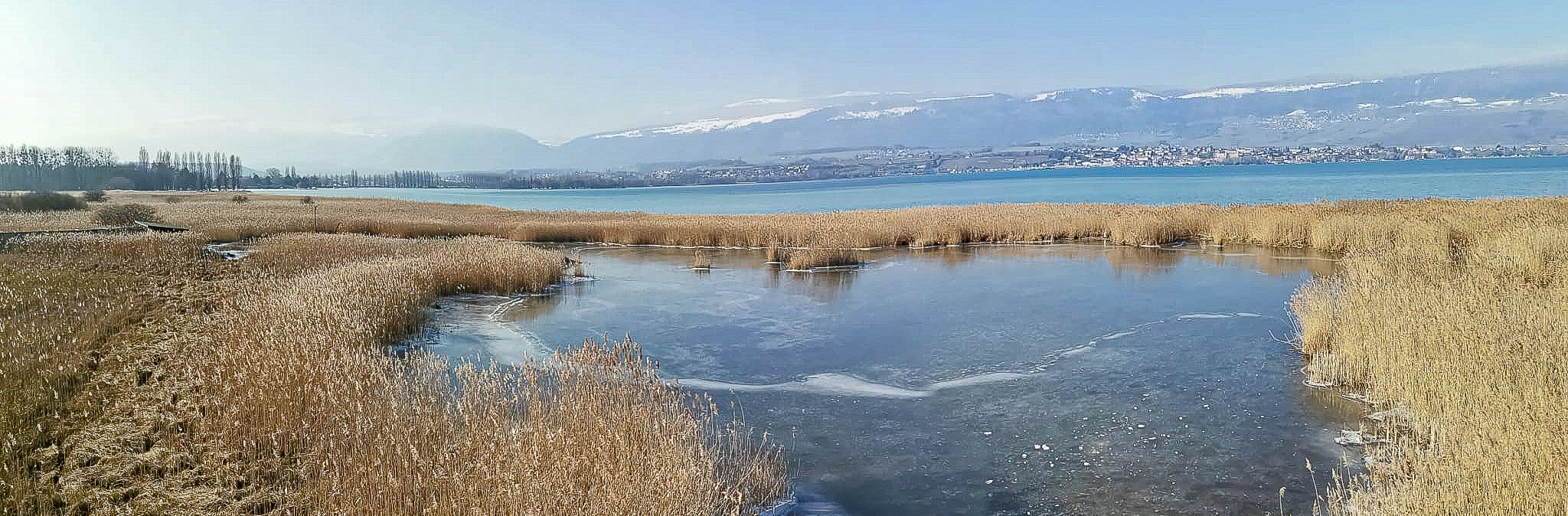 Grande Cariçaie et vue sur le Jura