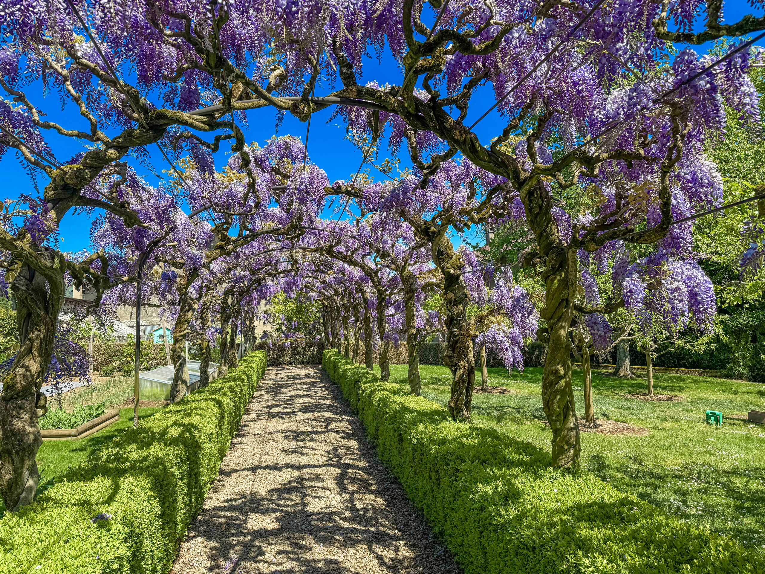 Glyzinie und Gemüsegarten