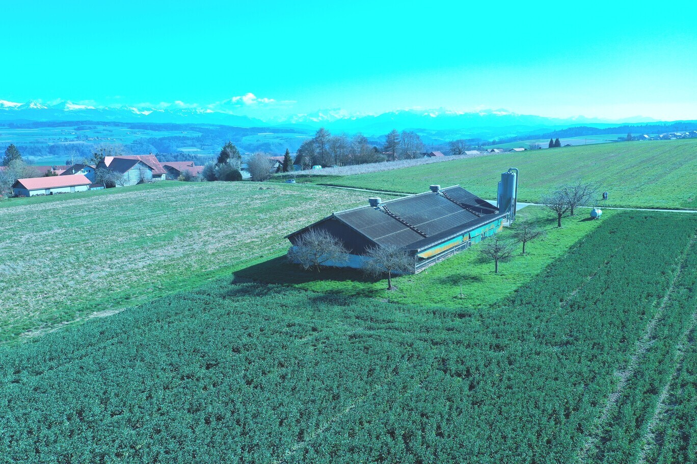 halle à poulets halle à poulets