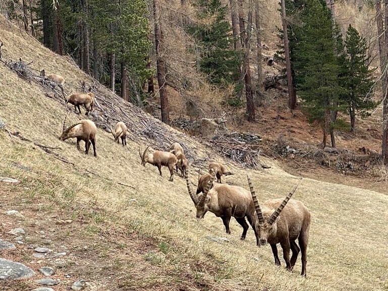 Die Steinböcke von Pontresina