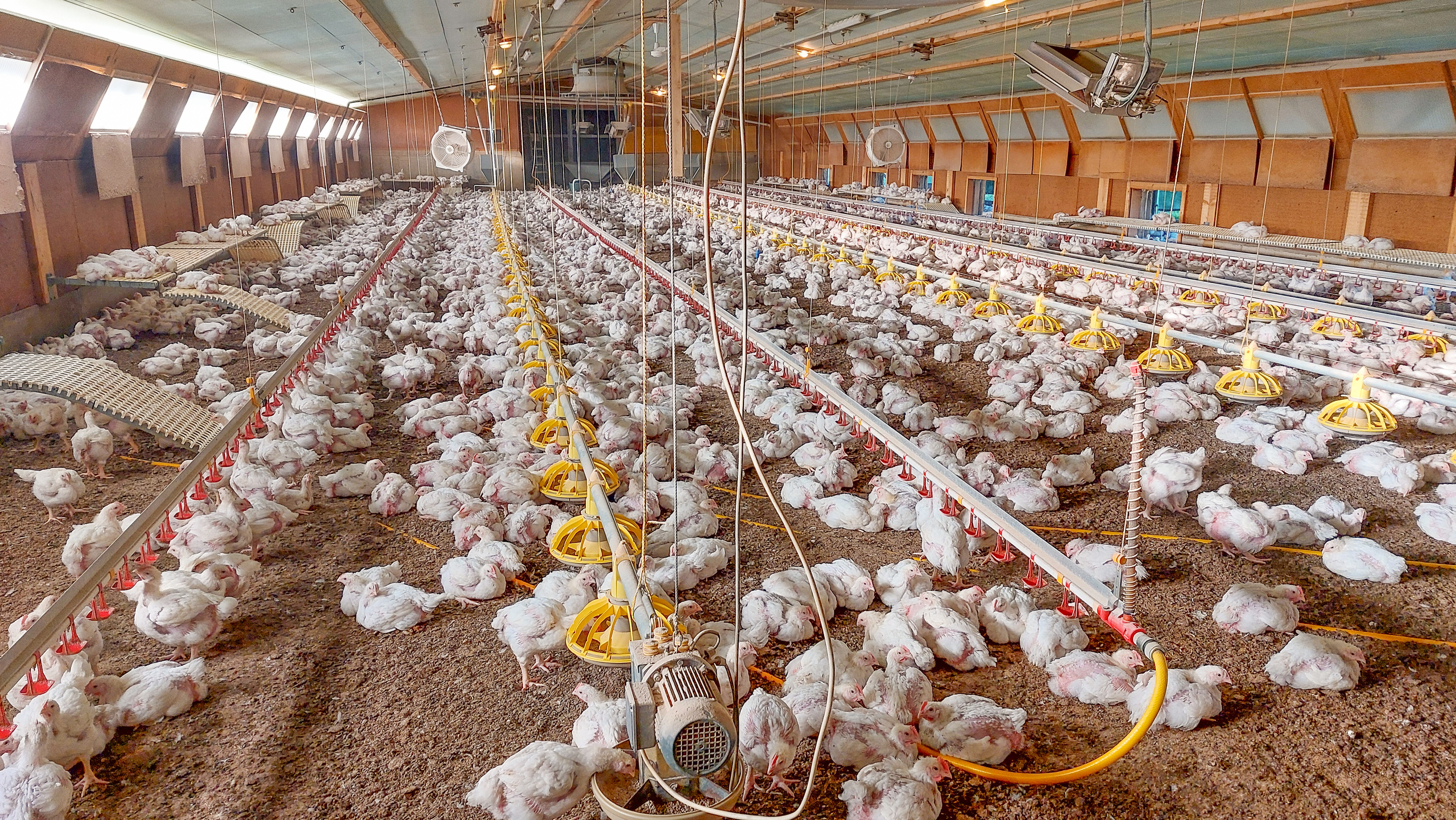 BF 37 | Halle avicole | Vue intérieure