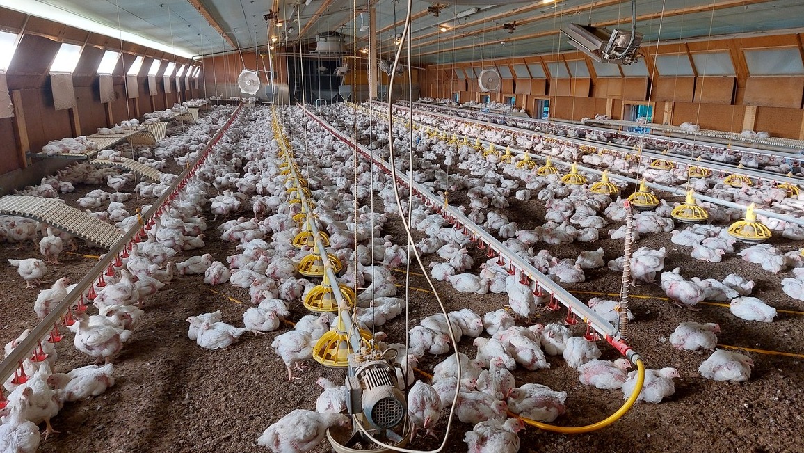 halle à poulets halle à poulets