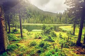 a small pond in a green forest in the mountains