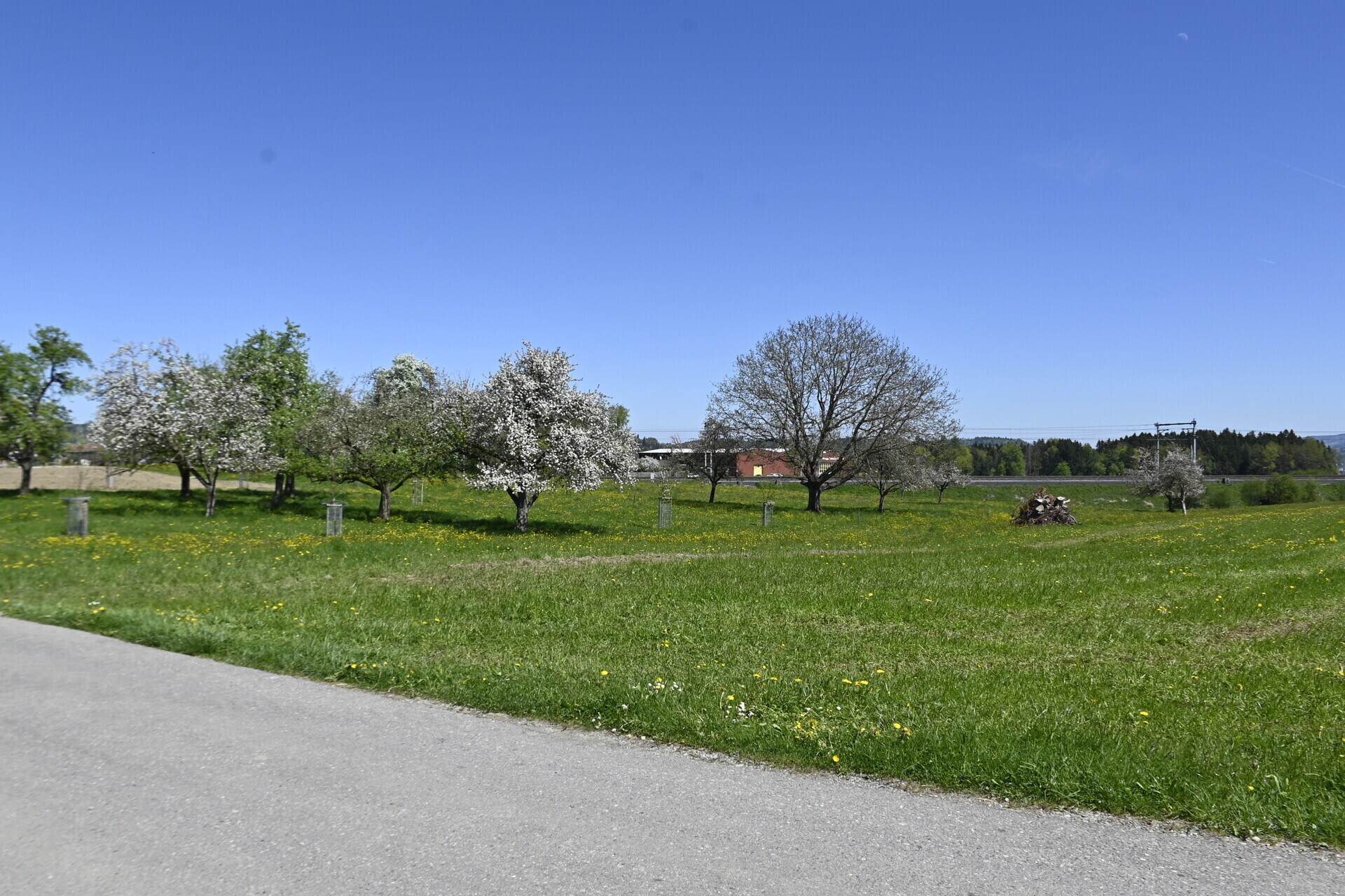 Photo 5