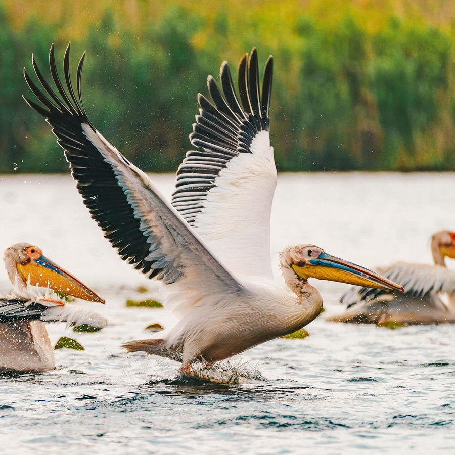 Erweiterte Pelican-Technologie