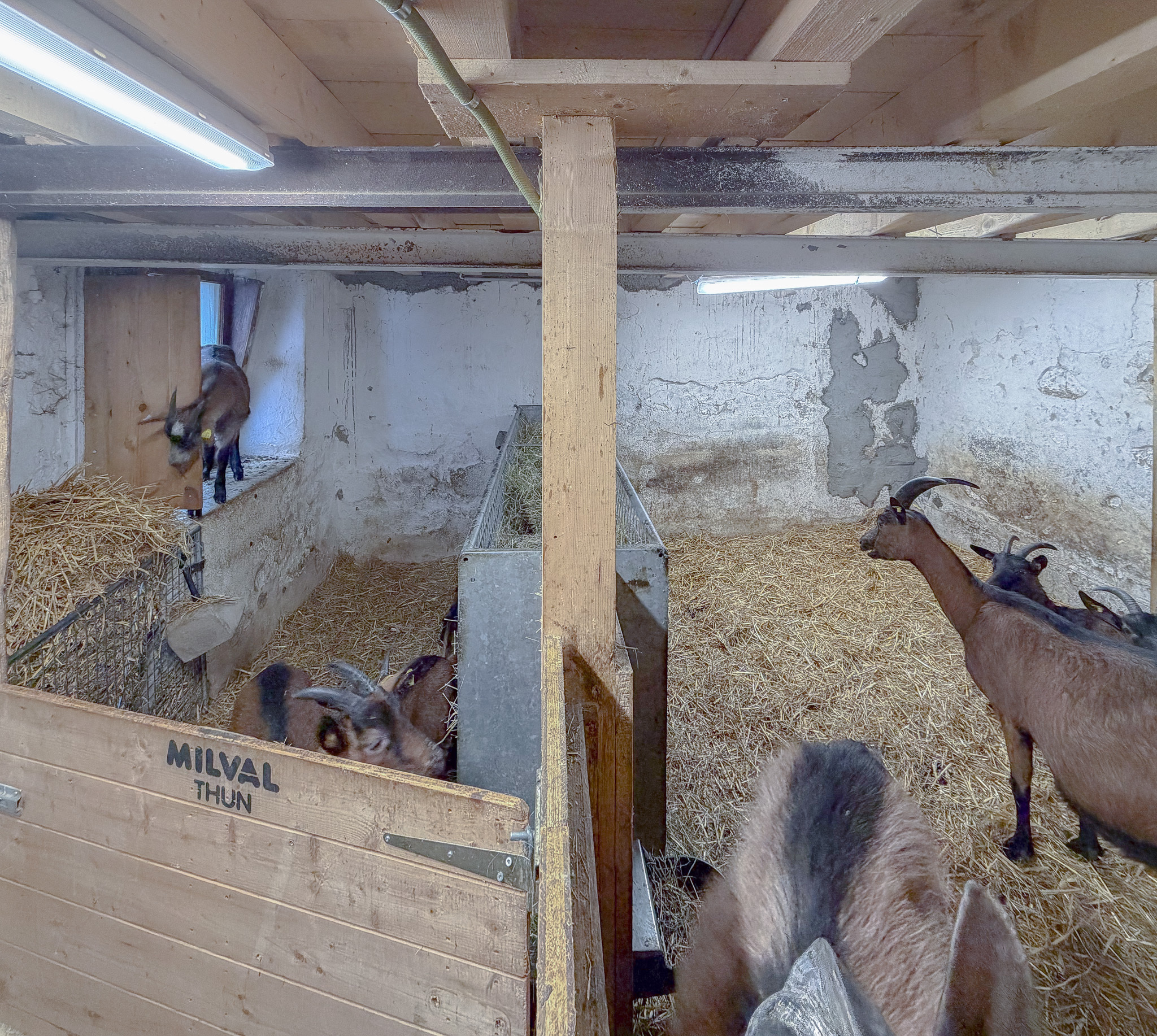 Rez - écurie pour bétail Rez - écurie pour bétail