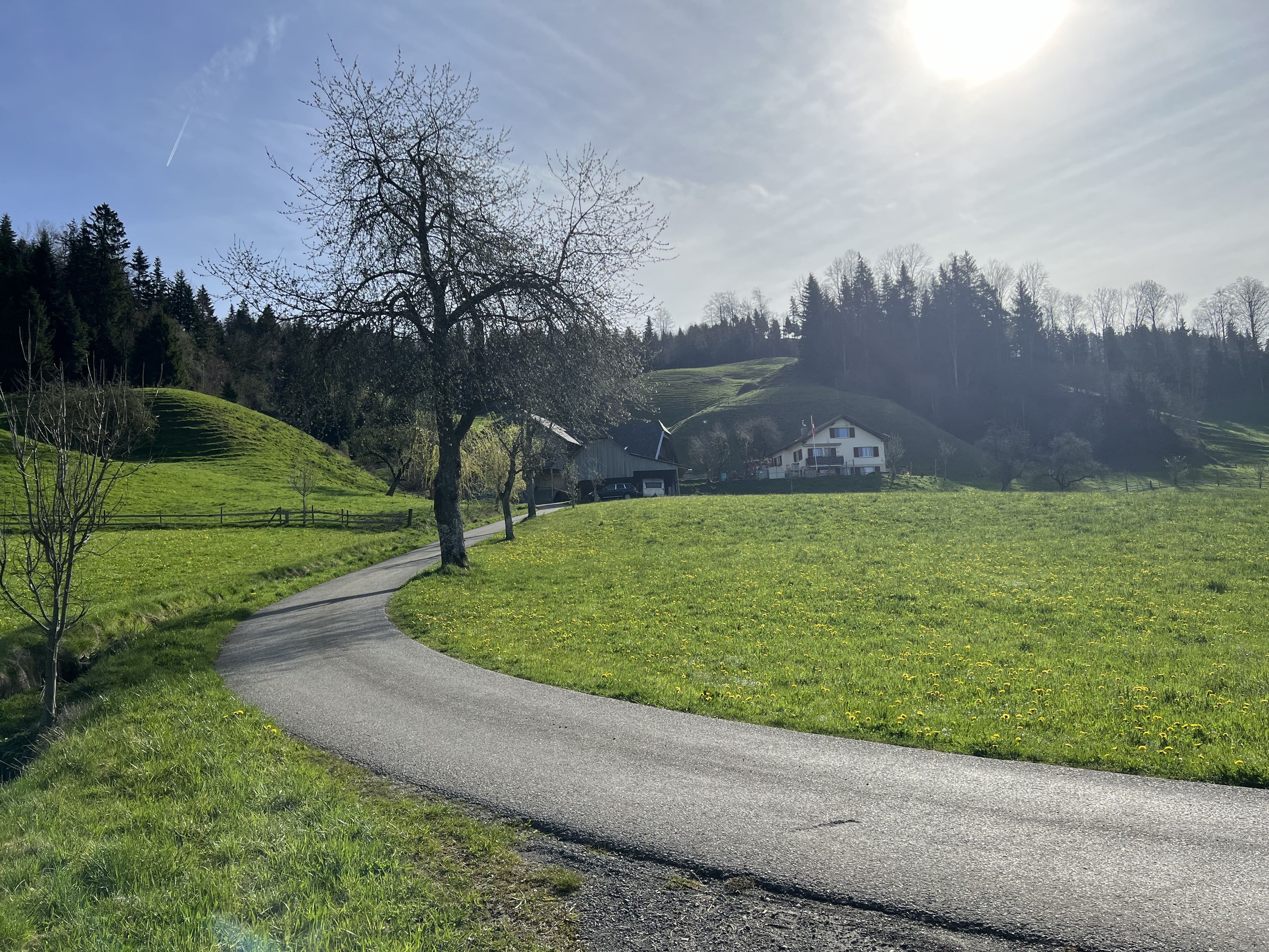 Baumreihe als Hofzufahrt Baumreihe als Hofzufahrt