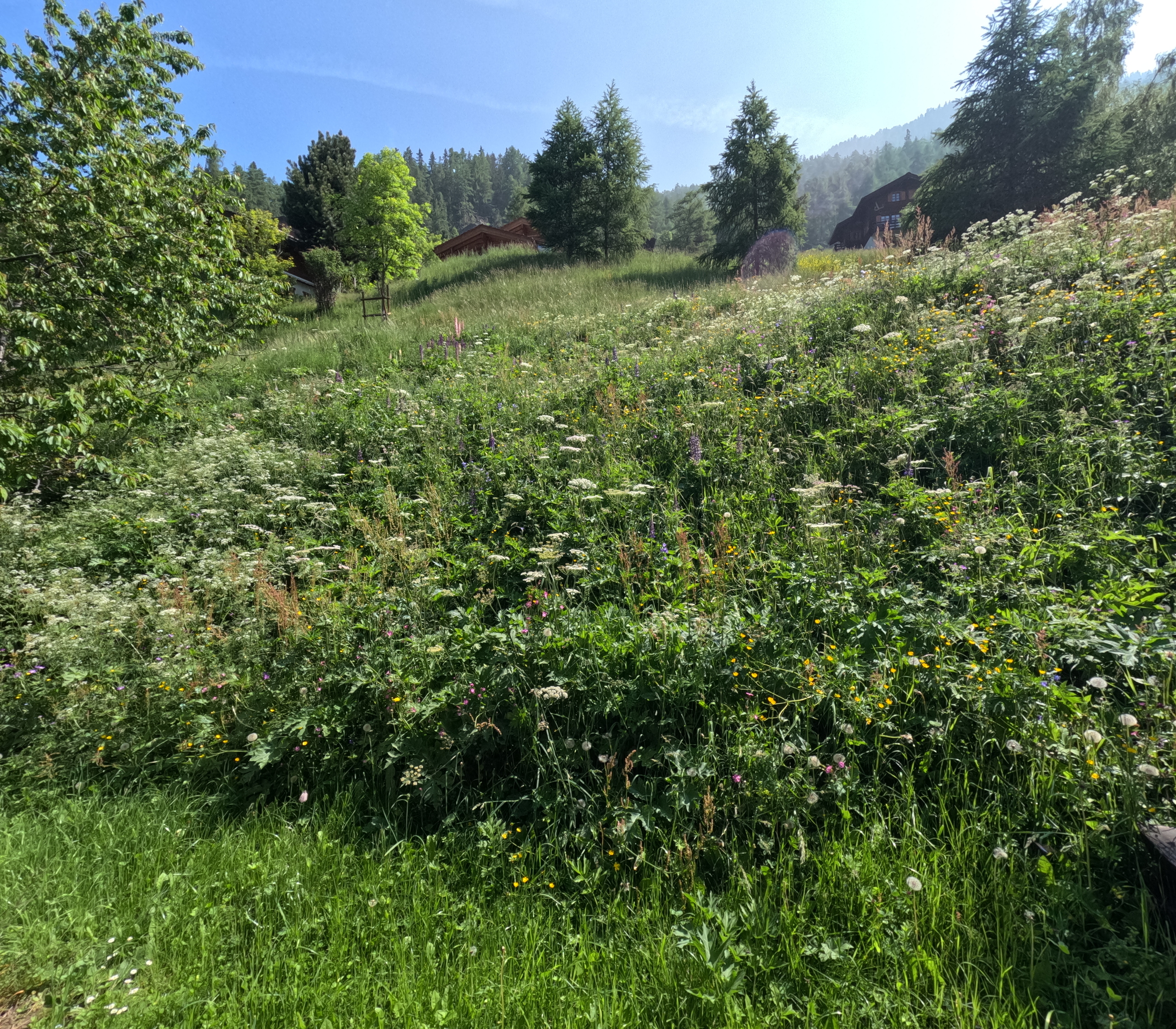 Parcelle du chalet  Parcelle du chalet