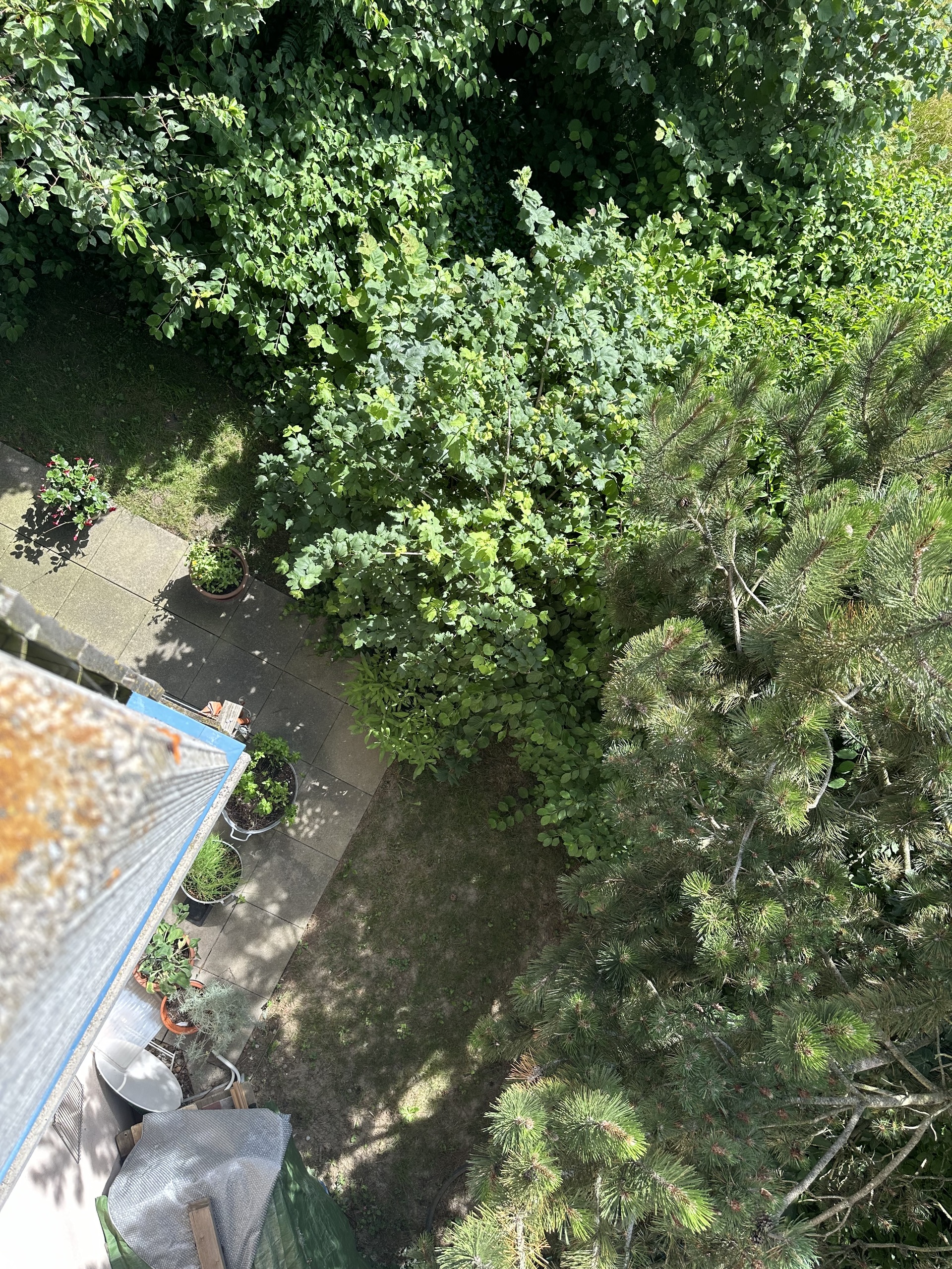 Végétation luxuriante 