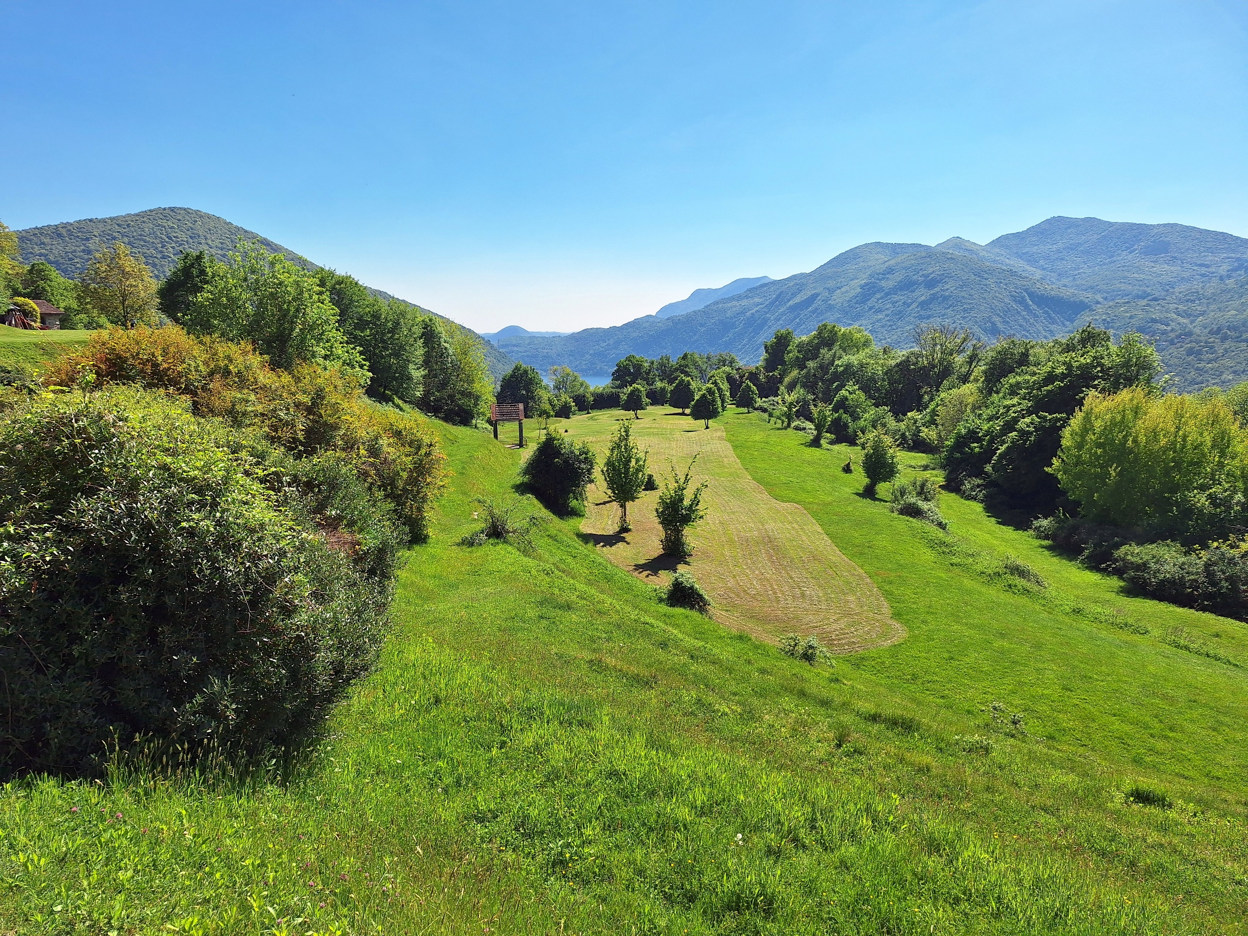 Piantina