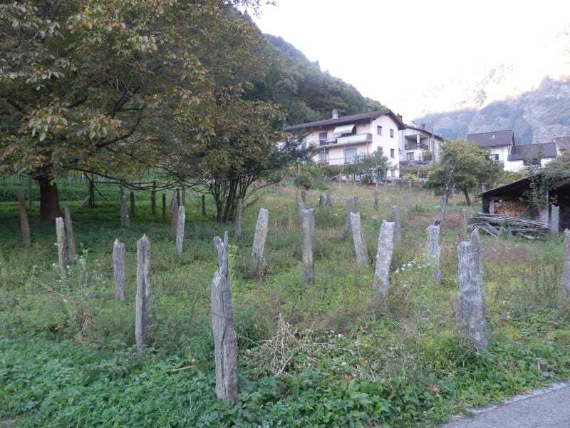 Immagine di copertina