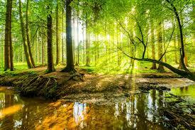 a beautiful stream of water in a green forest