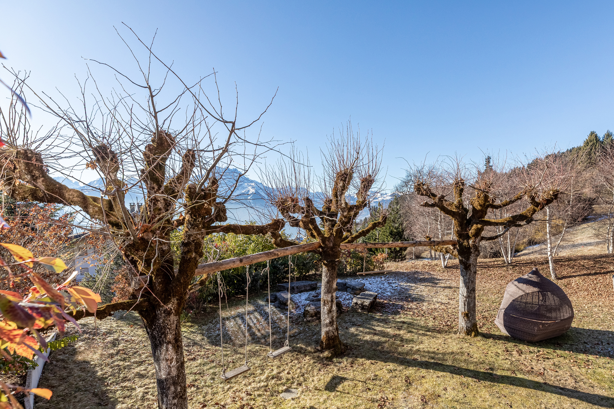 un grand pommier dans un verger