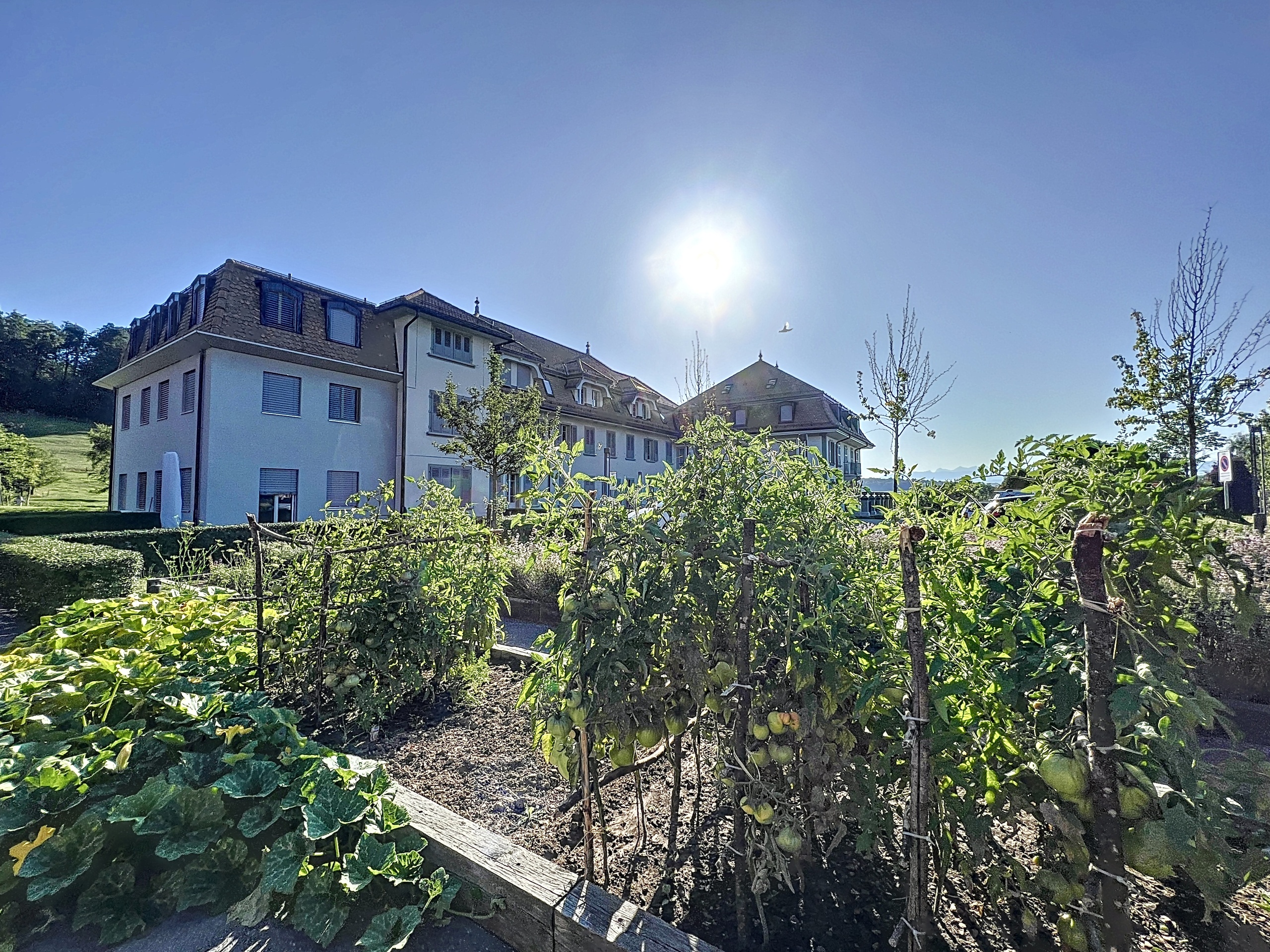 Potager commun Potager commun