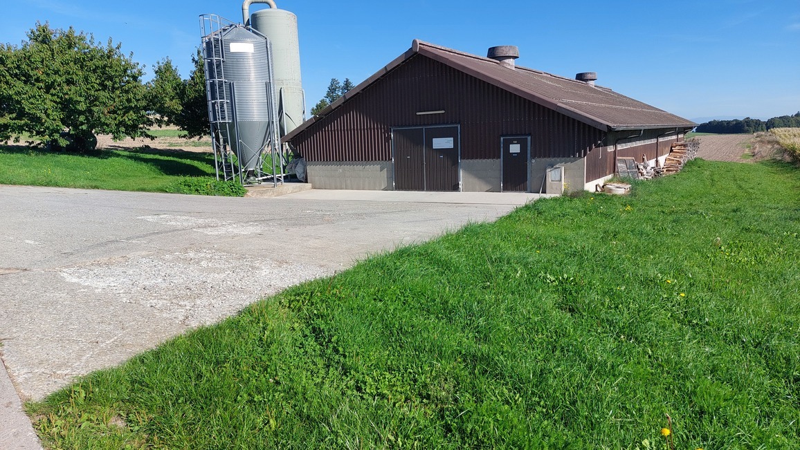 halle à poulets halle à poulets