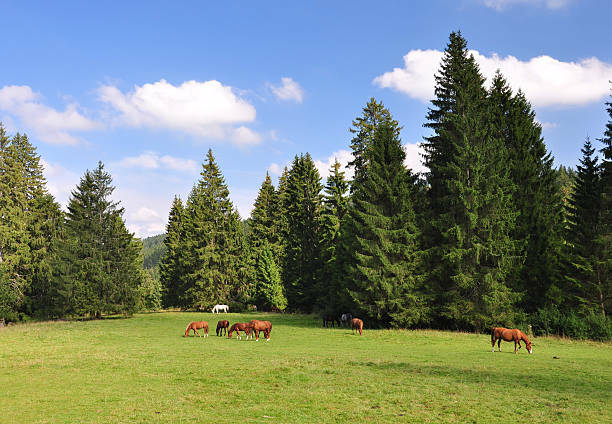 Vue du Jura Vue du Jura