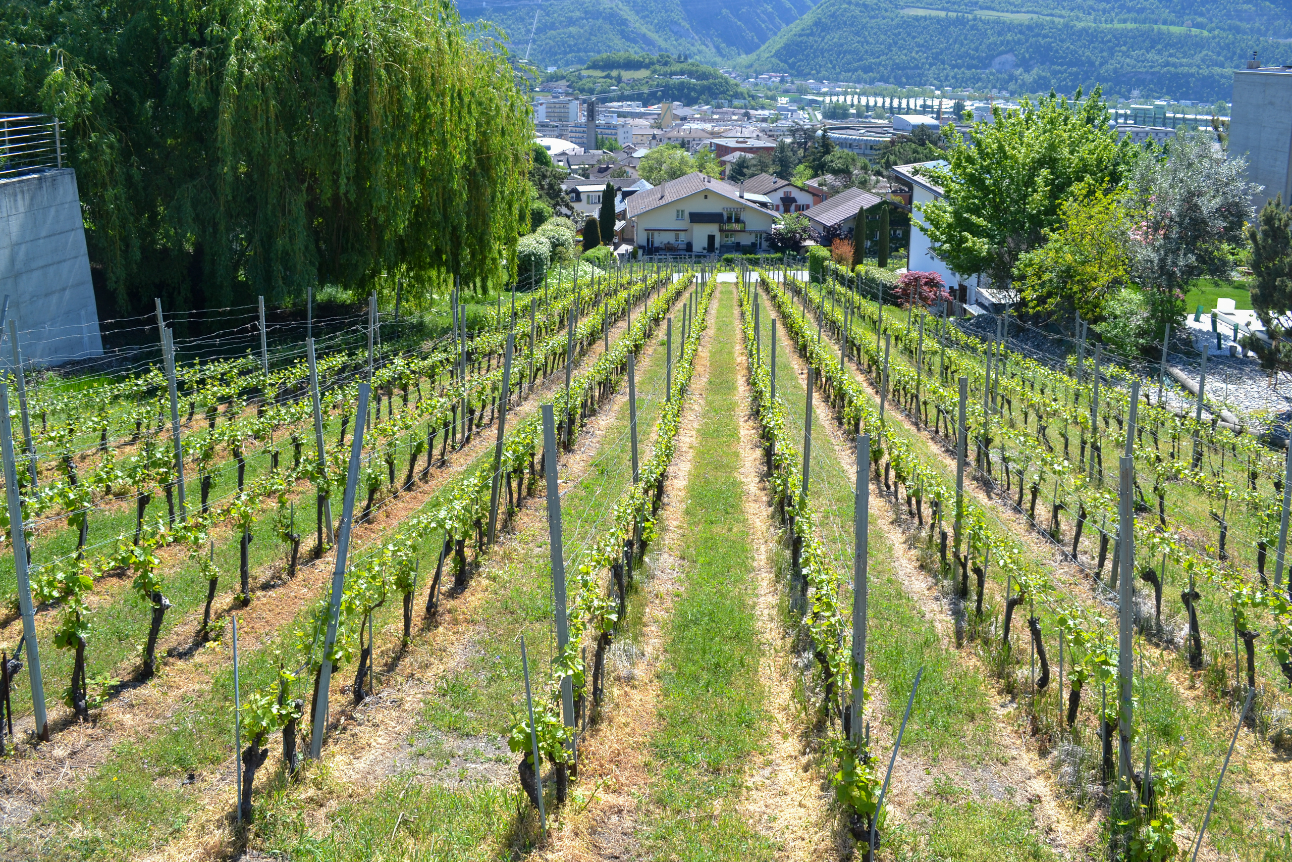 Immagine di copertina