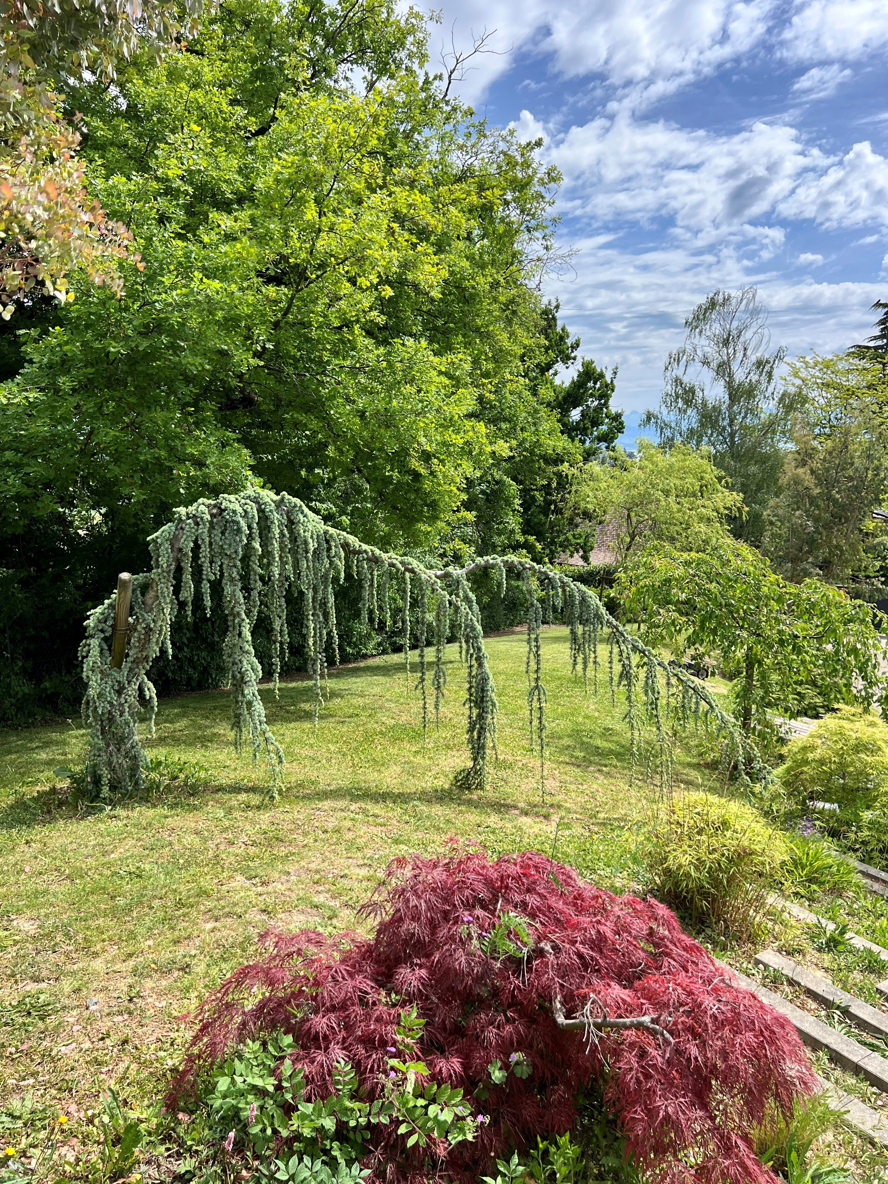 jardin