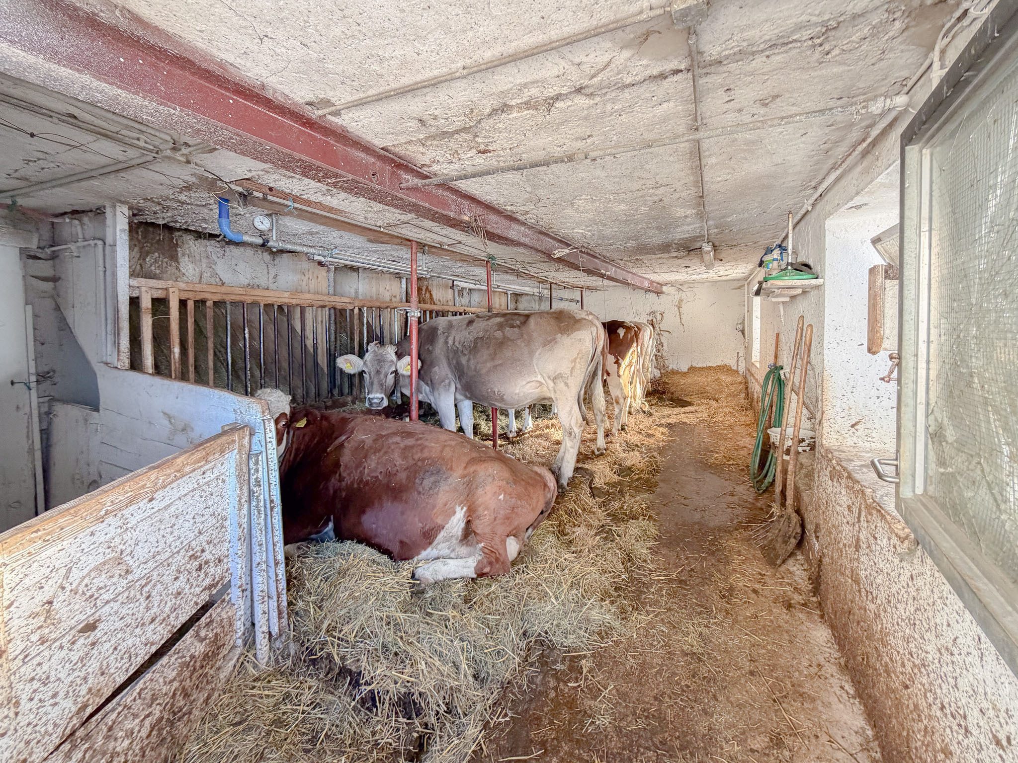 Rez - écurie pour bétail Rez - écurie pour bétail