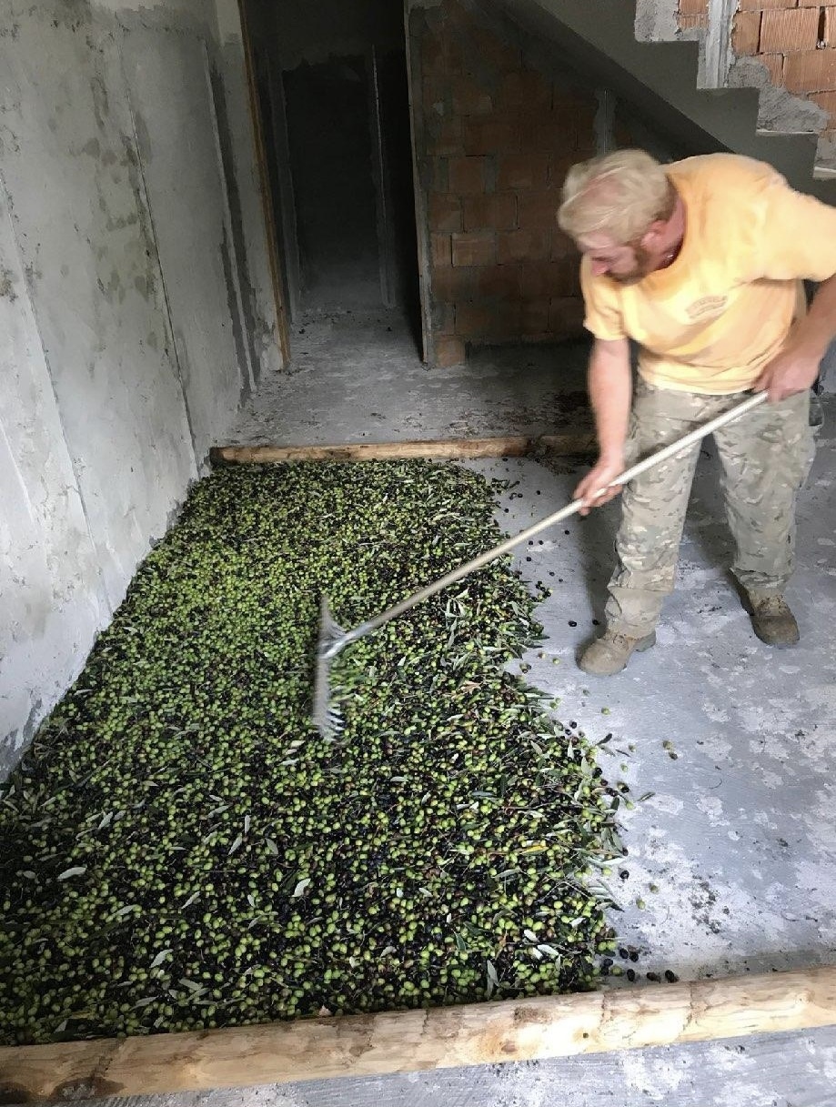 Alljährliche Olivenernte eingeholt von verlässlichem Personal Alljährliche Olivenernte eingeholt von verlässlichem Personal