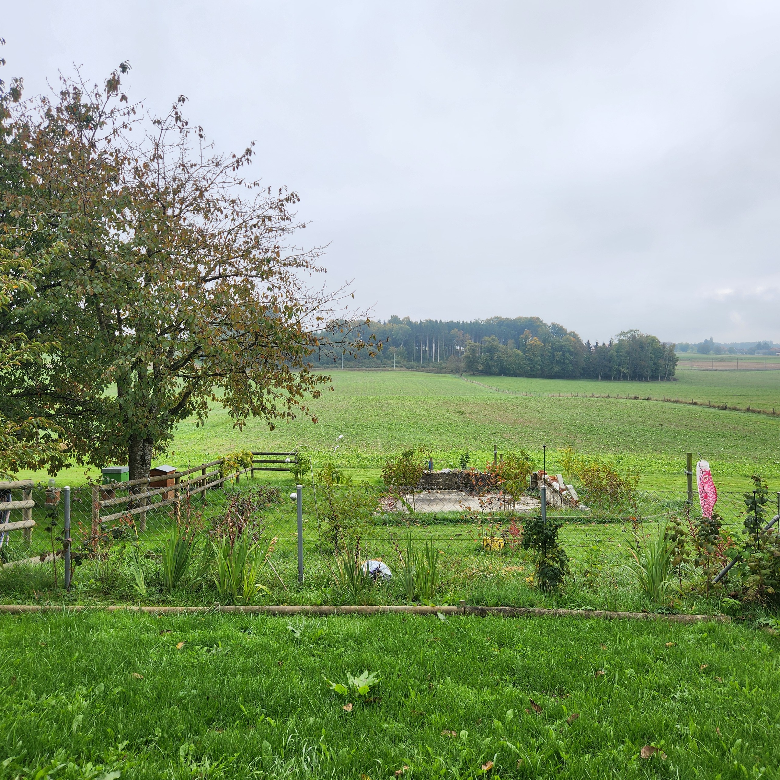 Vue depuis la terrasse - jardin et champ 