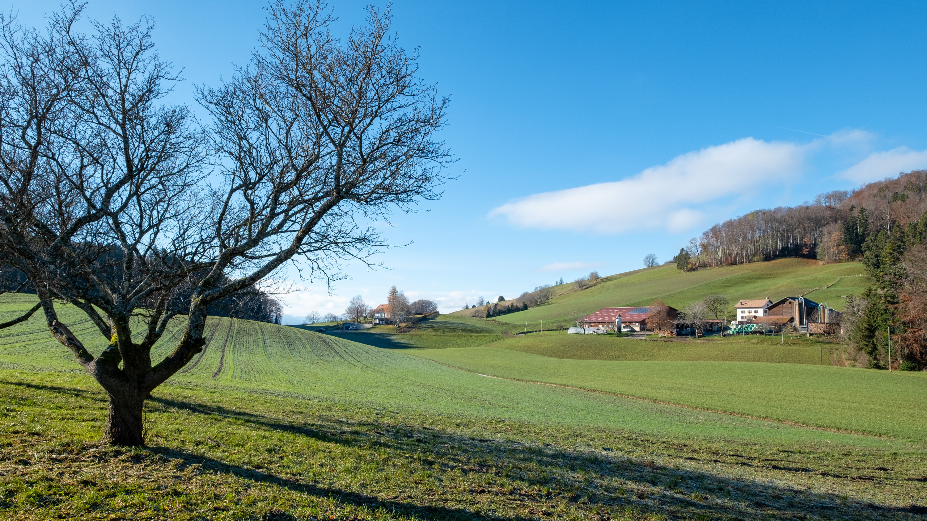 Projet immobilier à Villarimboud avec 2 maisons Domespace à vendre : l'environnement.