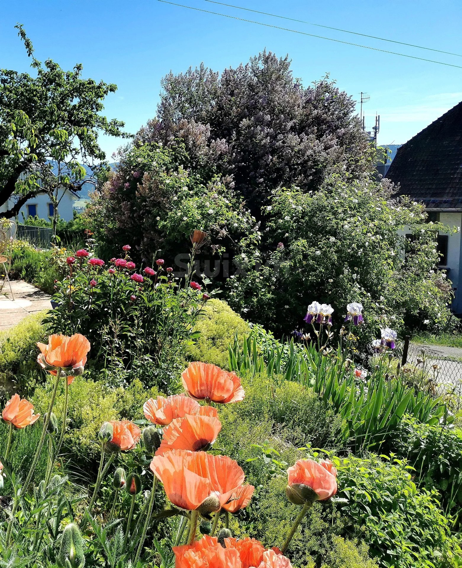 Photo 6