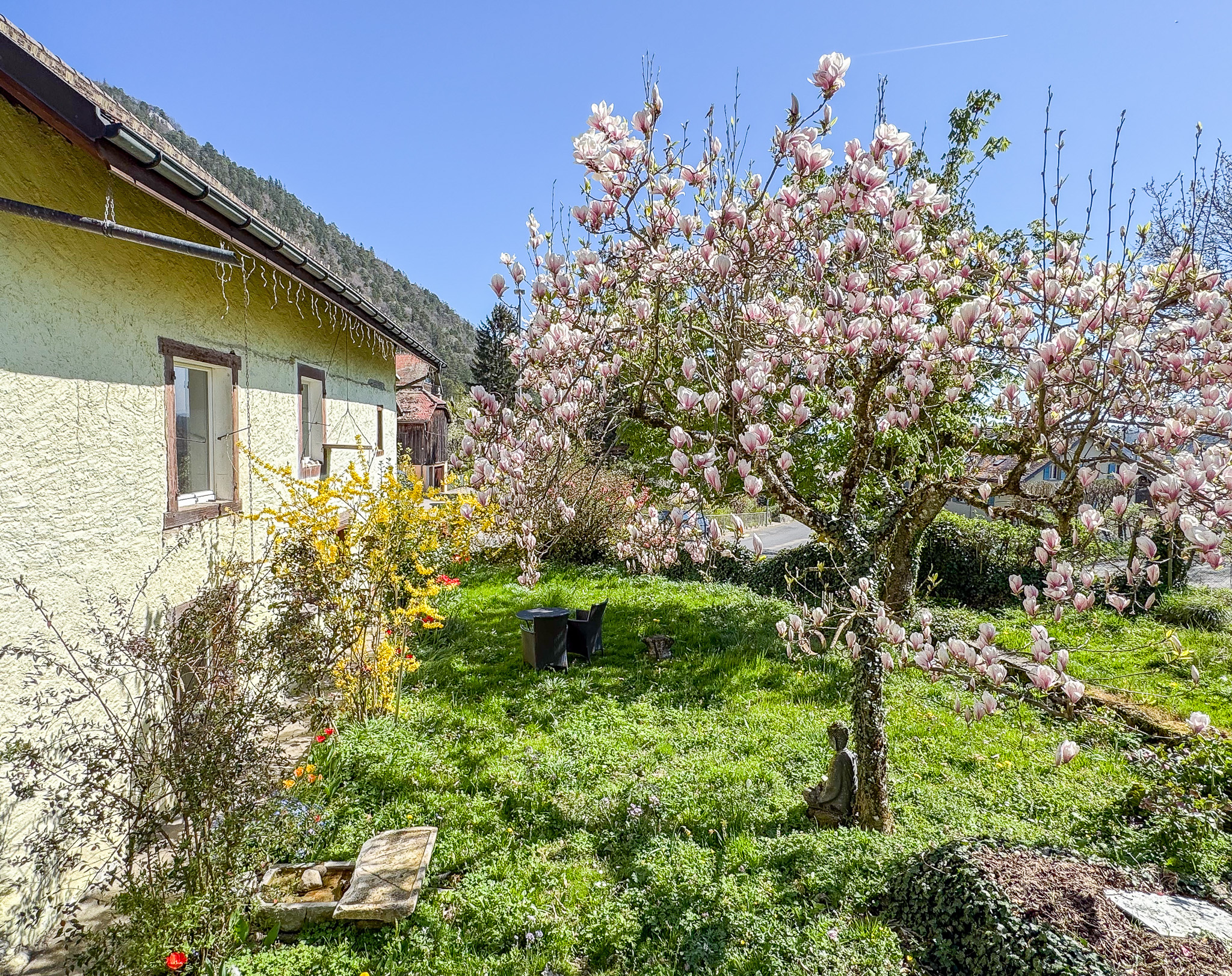 Jardin avec un magnifique magnolia