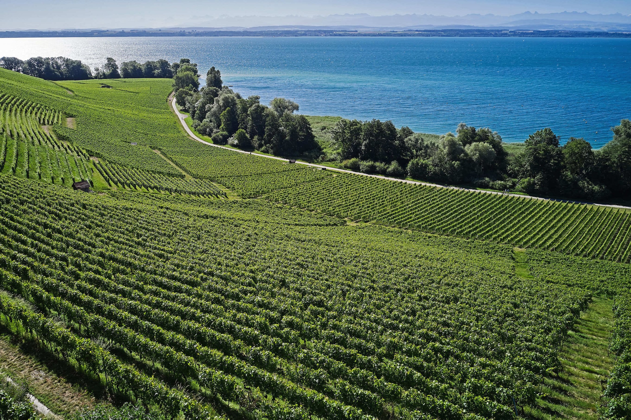 Vignes en fermage près du château Vignes en fermage près du château